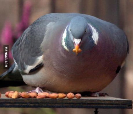 It's a fat pigeon. That's it. Just a fat pigeon. You may continue onwards  with your day. - 9GAG