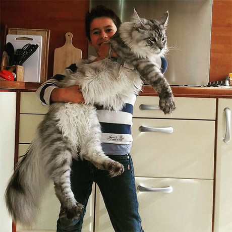 Cute And Majestic Norwegian Forest Cat 9gag Cute And Majestic Norwegian Forest Cat 9gag