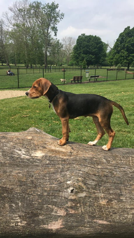 serbian tricolour hound