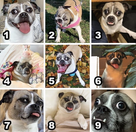 On A Scale From 1 9 Which Mookie Are You Today 9gag