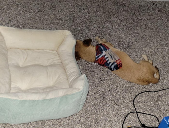 Dog sleeping NEXT to his bed 9GAG