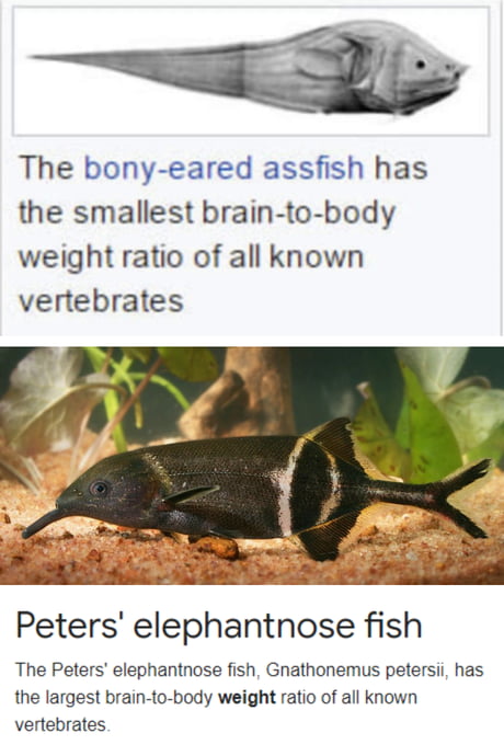 The animals with the largest and smallest brain-to-body ratios are both  fish. - 9GAG