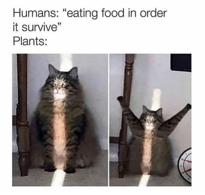 Plants have feelings too. Dont go vegan 9GAG