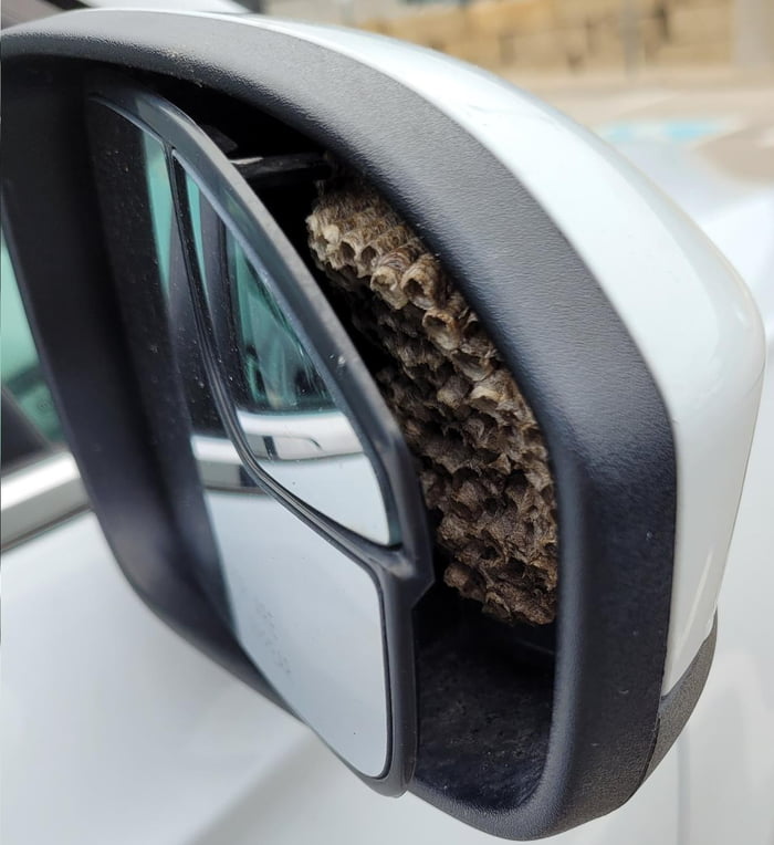 Hunny, the side mirror is not moving 9GAG