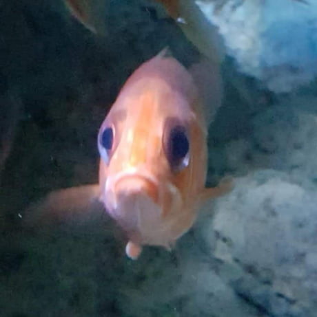 Sad Fish Mad Fish GIF - Sad Fish Mad Fish Crying Fish - Discover