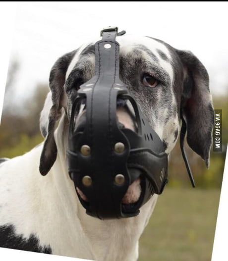 bane muzzle