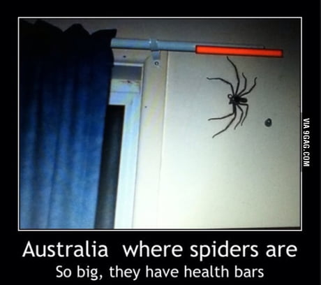 Spider season in Australia - 9GAG