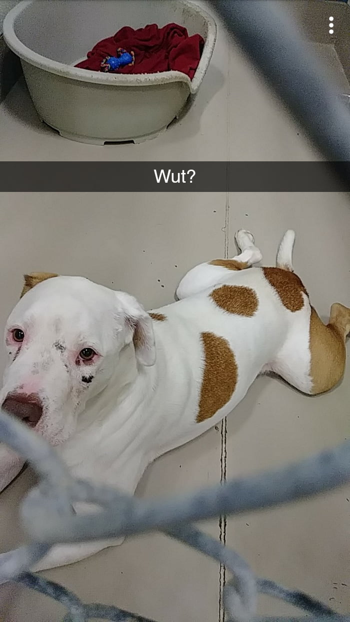 I was at the shelter looking for my first dog, this was the first and last on l looked at before making my decision.