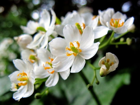 Ghost-Like “Skeleton Flower” Turns Transparent With Rain - 9GAG