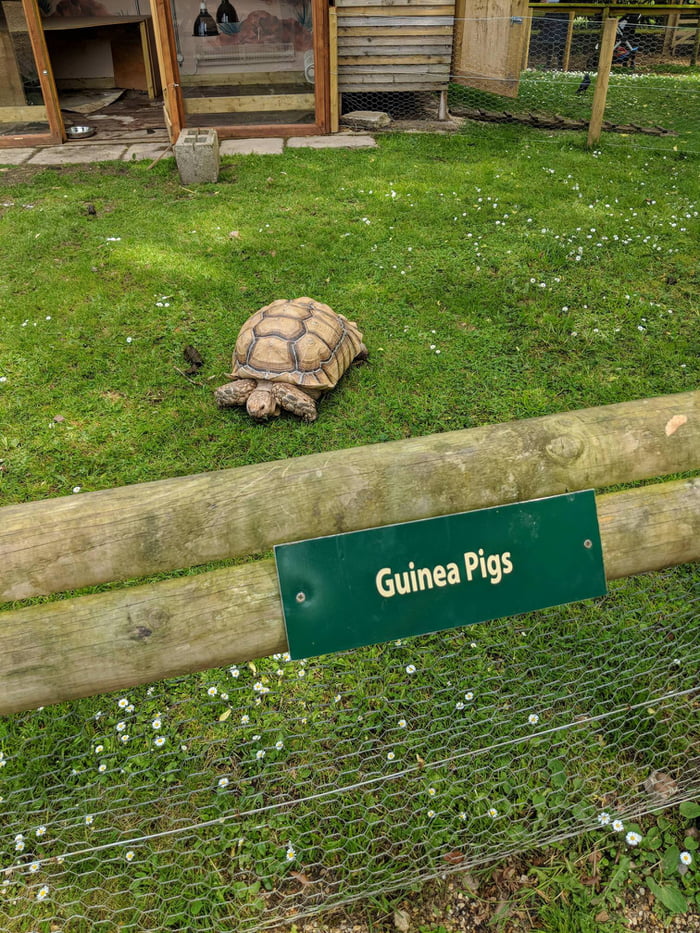 'Guinea Pigs'