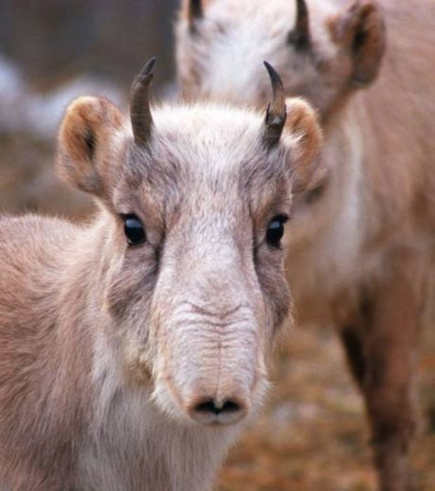 The large humped nose of the Saiga antelope hangs over its mouth like a tiny trunk. The nose is flexible and inflatable so helps it to breathe clean air during dusty summers and warm air during cold winters.