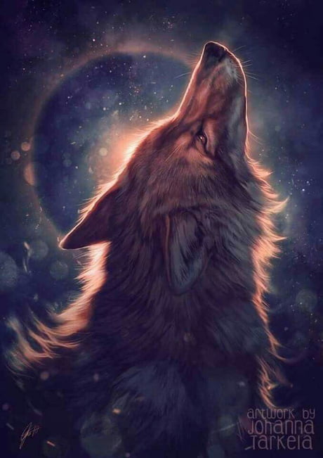 A Beautiful Fox Under The Moon 9gag