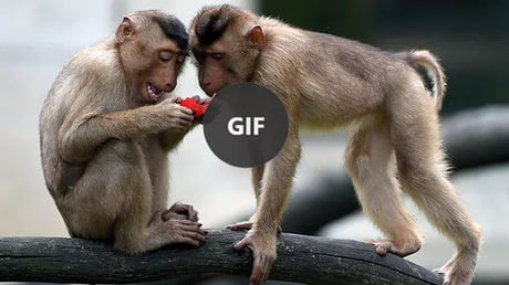 Best Funny monkey Memes - 9GAG