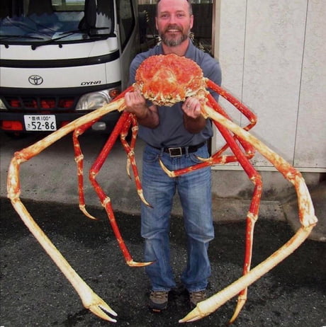 Best 30 Japanese Spider Crab Fun On 9gag