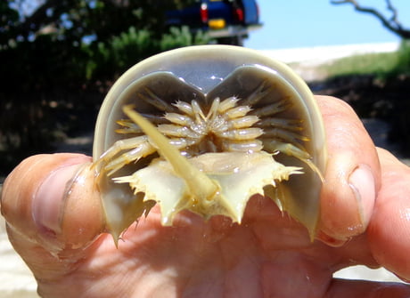 baby horseshoe crab images