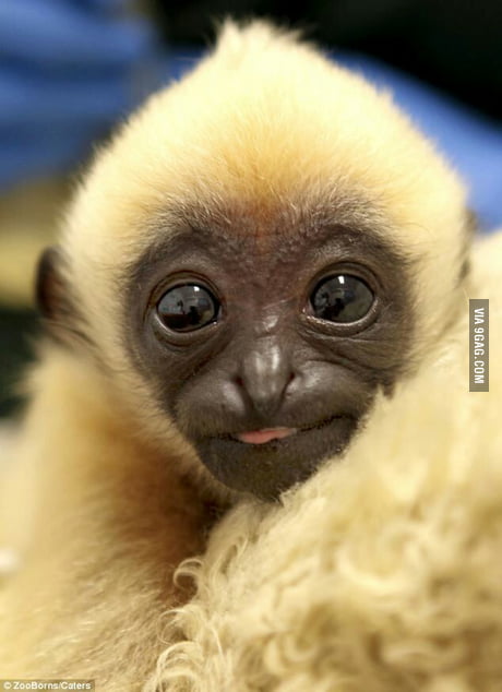 This cute little guy is a Northern White-cheeked Gibbon, an ...