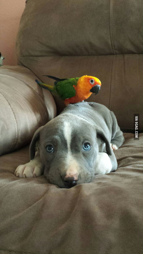 puppy and parrot