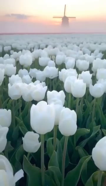 Tulip fields in the Netherlands