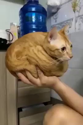 Fits, Sits