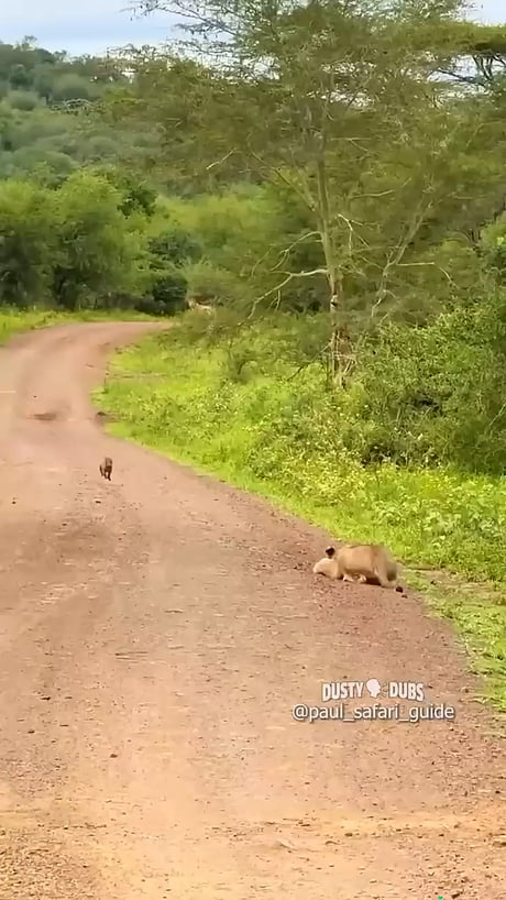 Only Hog can do it... Do do do do do it!!