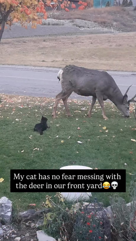 Bro almost lost one of his 9 lives