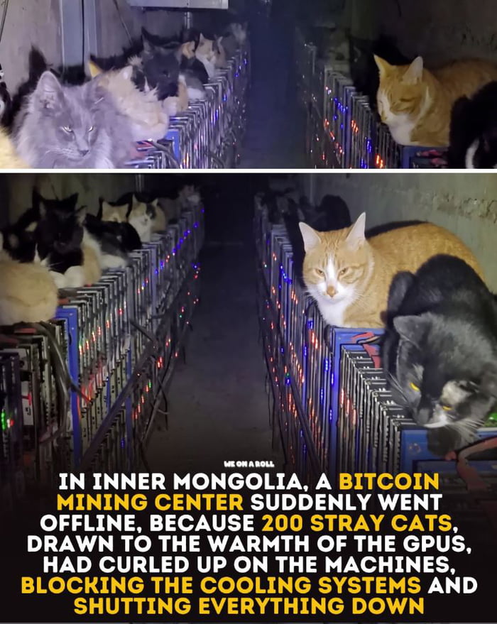 Good job, kitties!