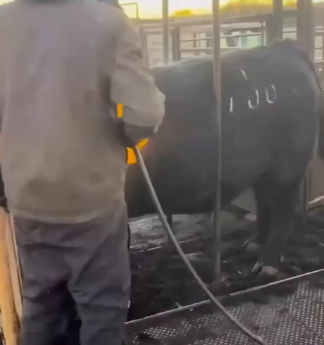 Singeing a Bull’s Coat Removes Parasites and Prepares the Hide Without Harming the Skin