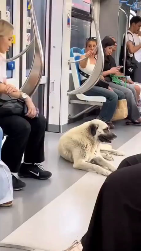 A stray doggo's reaction to getting love from a stranger