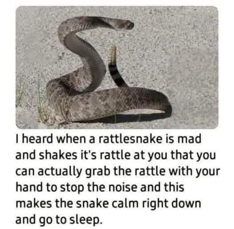 Best Funny snake Memes - 9GAG