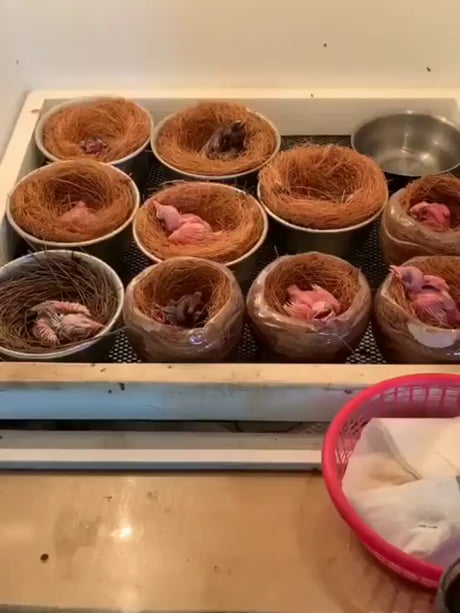 The moment you realize it's feeding time