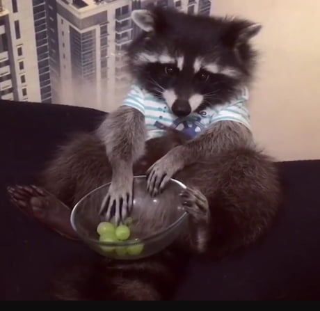 Raccoon eating grapes - 9GAG Raccoon eating grapes - 9GAG