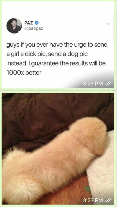 are dogs allowed at dicks