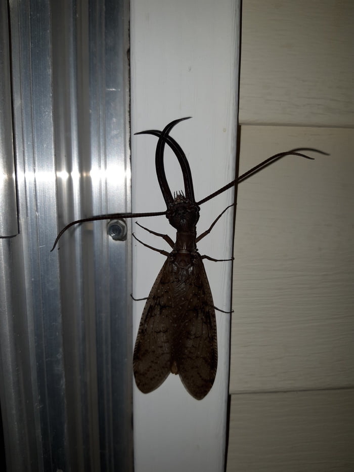 What is it, and why isn&rsquo;t it guarding the gates of hell?!!
