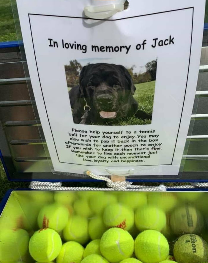 In loving memory of a good boy. Rest easy Jack <3