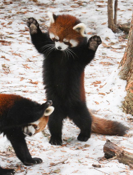 Standing Red Panda I Shall Smite You Other Red Panda No No Please Oh Great One Spare Me 9gag