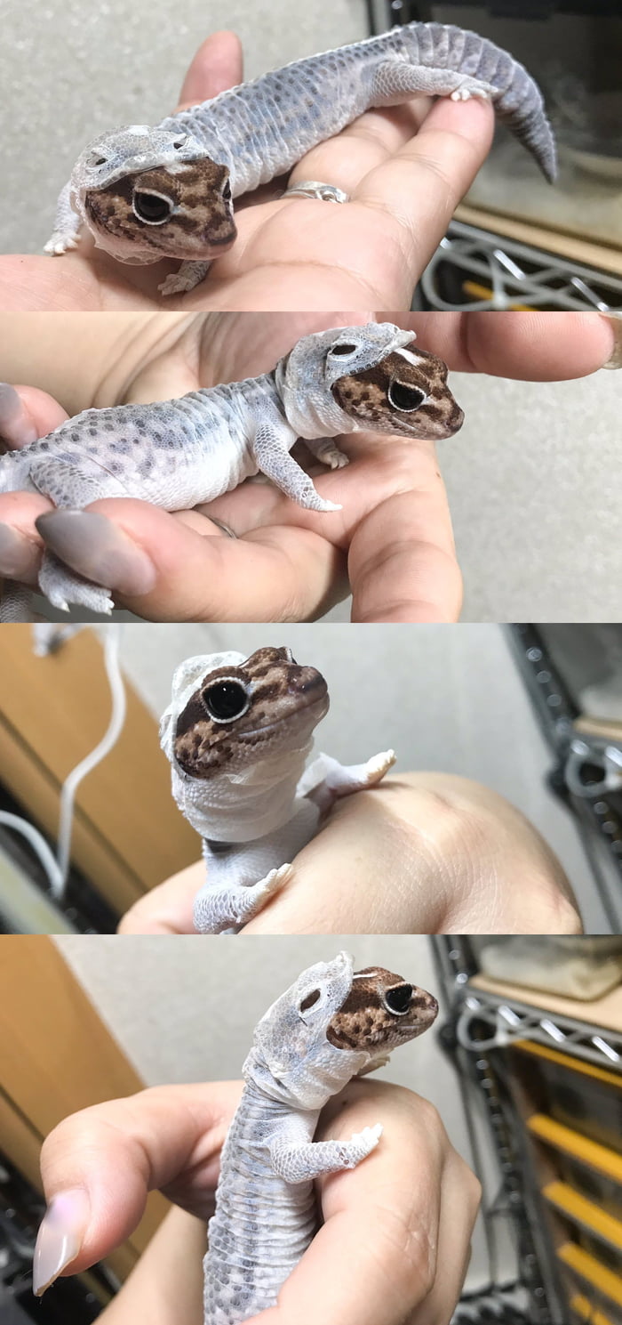 You see a lizard shedding. I see a little boi using a onesie of himself.