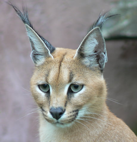 Caracal Kitten 9gag