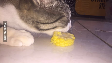 do cats like corn