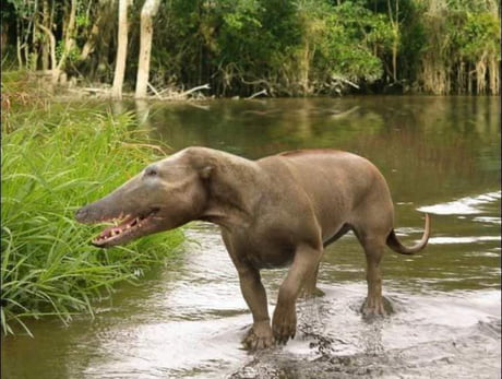 🔥 Whales evolved from a land animal that would seem strange to us, called Pakicetus; lived in Pakistan about 50 million years ago - 9GAG 🔥 Whales evolved from a land animal that would seem strange to us, called Pakicetus; lived in Pakistan about 50 million years ago - 9GAG