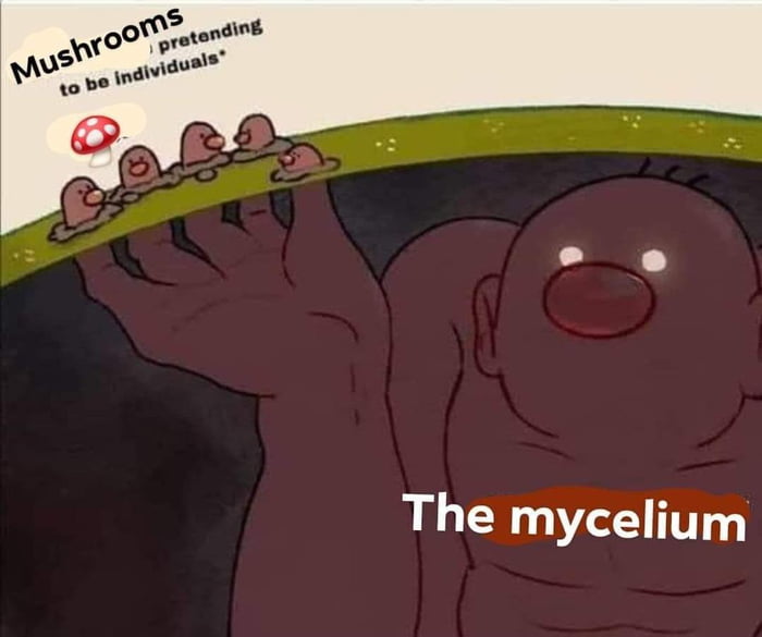 Mycelium
