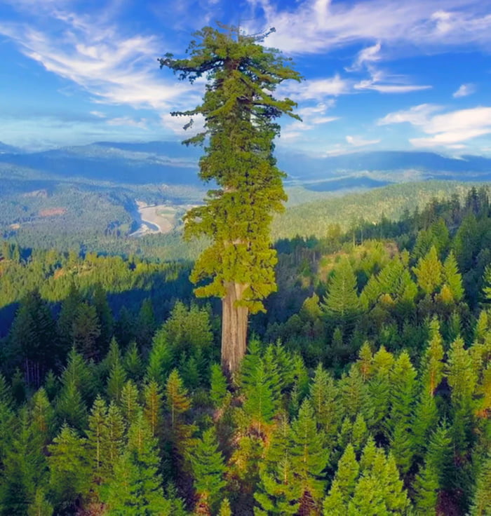 the-world-s-tallest-living-tree-9gag