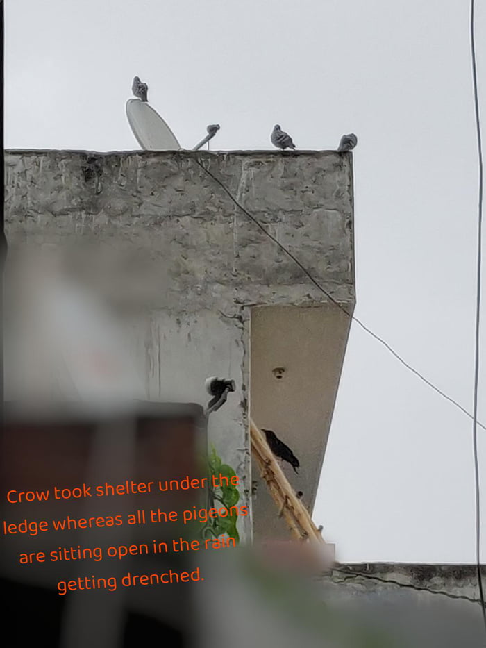 crows-are-really-smart-birds-9gag
