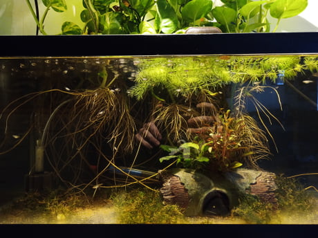 Guppy fry outlet tank