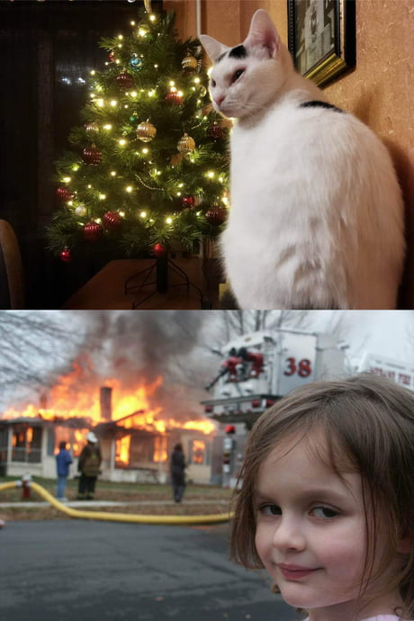 angry cat meme christmas
