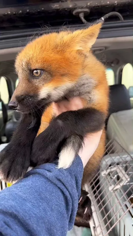 In Their Fur: The Lives of Foxes Saved From Fur Farms