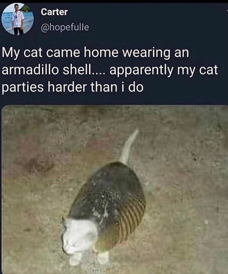 Armadillo cat, Patron of The Party Animals - 9GAG