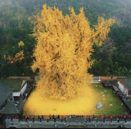 Golden tree of the Gu Guanyin Buddhist Temple. This Ginko tree is over 1400  years old and has not lost its beauty. It is one of the last surviving  species of ancient