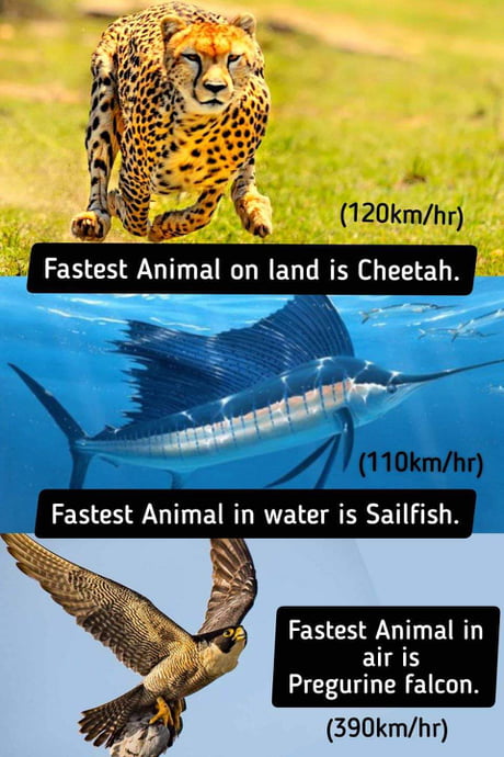 Fastest animal on record - 9GAG