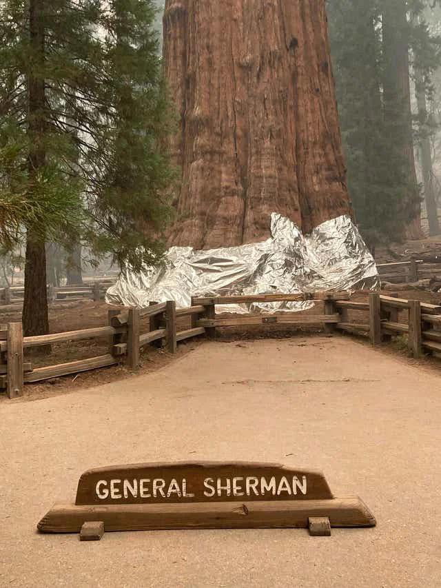General Sherman, the world's largest tree, is wrapped in fire-resistant blanket as wildfires threaten park