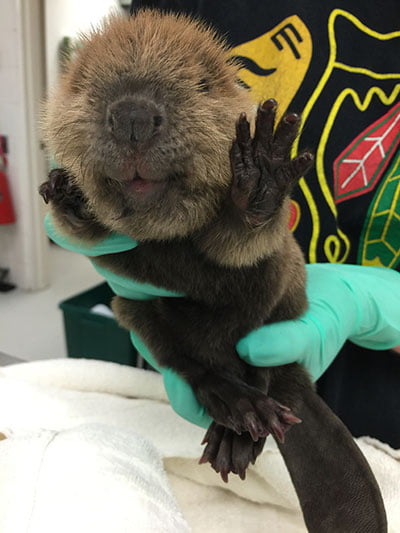 Beaver care